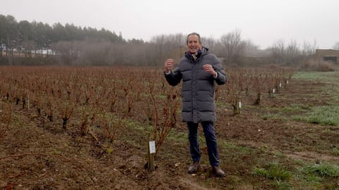 La pérdida de variabilidad o erosión genética de la vid