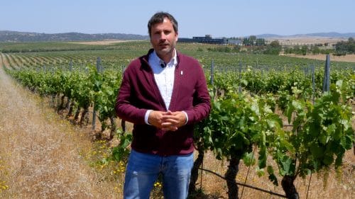 La singularidad del viñedo de Habla