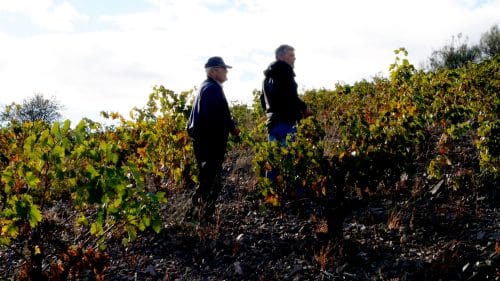 Pasado y futuro del viñedo